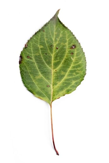 Feuille d'automne unique isolée