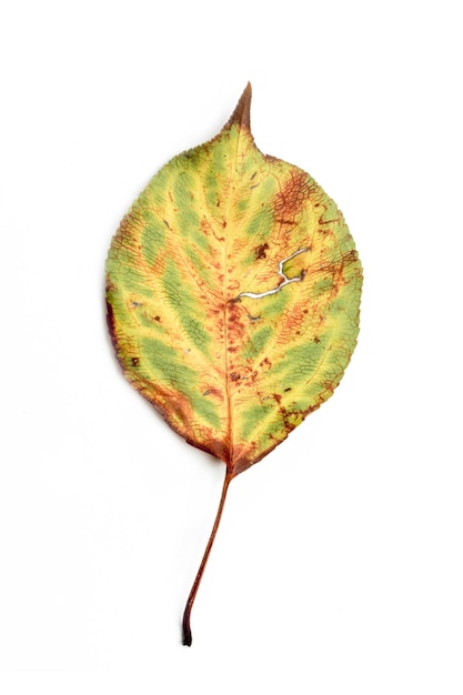 Feuille d'automne unique isolée