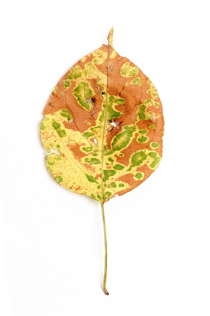 Feuille d'automne unique isolée