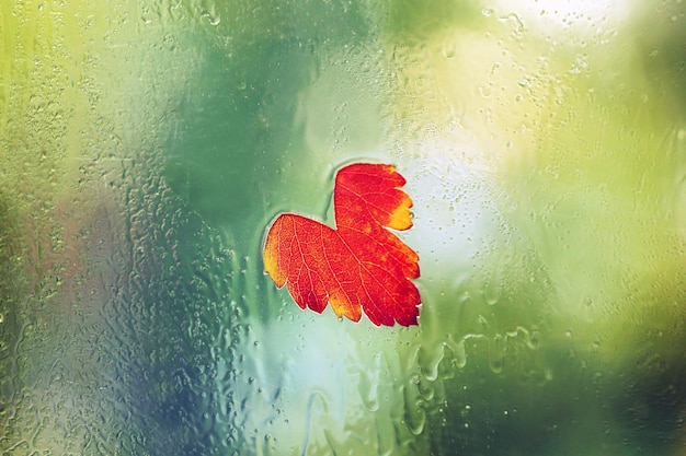 Feuille d'automne sur vitre avec gouttes de pluie