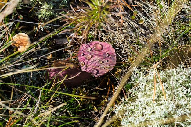 Feuille d'automne