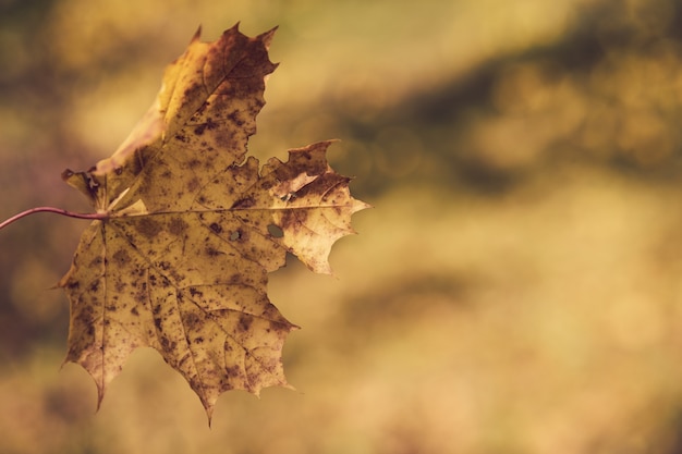 Feuille d&#39;automne