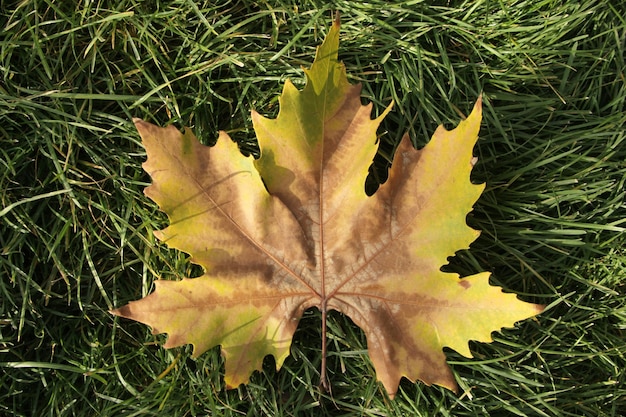 feuille d'automne