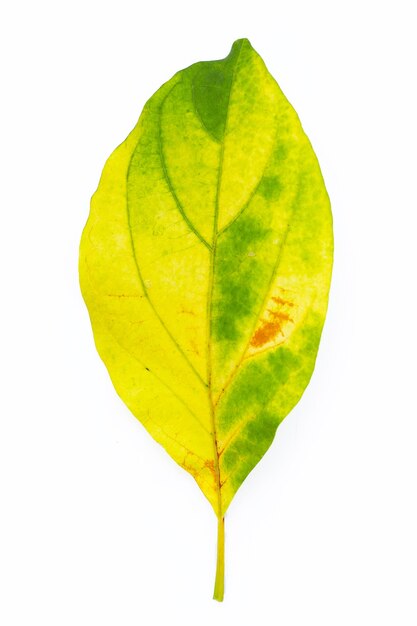 Feuille d'avocat jaune et verte sur blanc