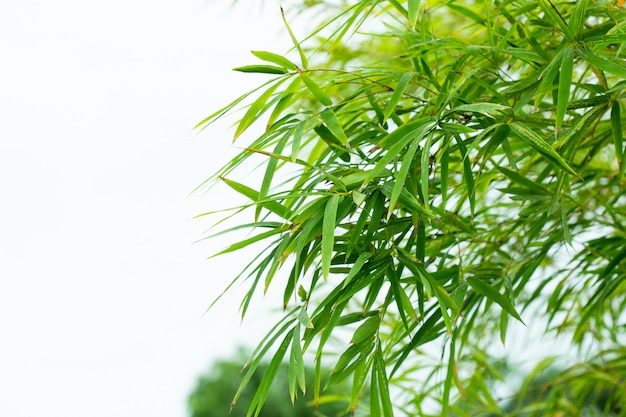 Feuille de bambou sur fond de nature.