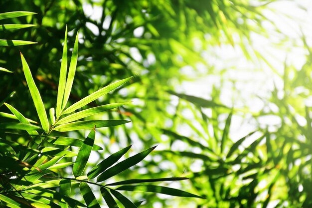 feuille de bambou vert et fond naturel lumineux