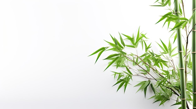 Une feuille de bambou verte sur un fond blanc