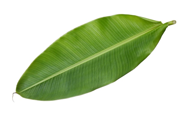 Photo feuille de banane entière fraîche isolée sur fond blanc