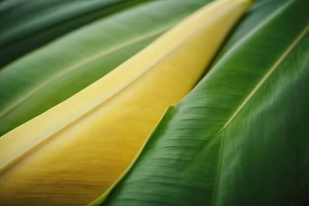 Une feuille de banane en gros plan