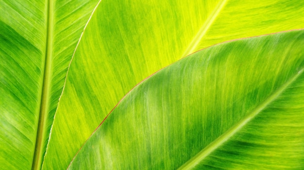 Feuille de banane verte pour un fond.