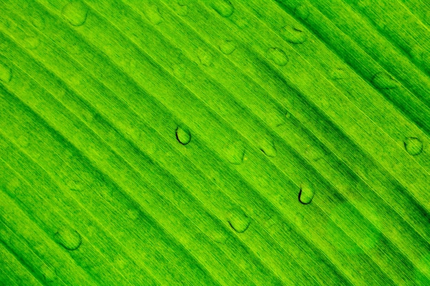 Feuille de banane