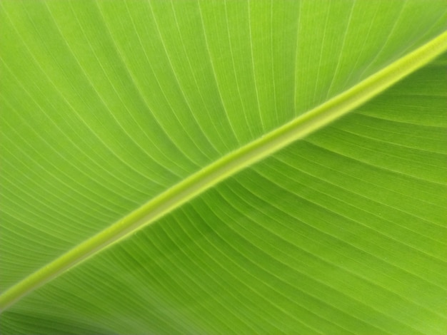 Feuille de bananier bouchent