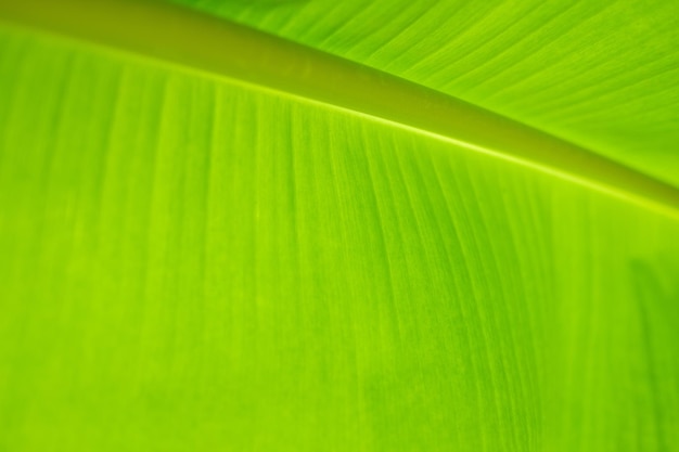 Feuille de bananier congé vert abstrait