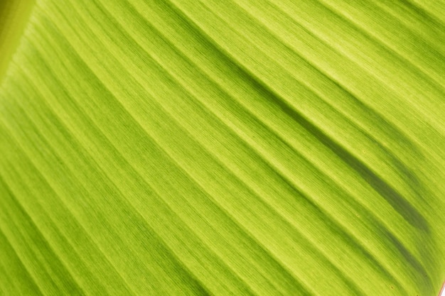 Feuille de bananier congé vert abstrait
