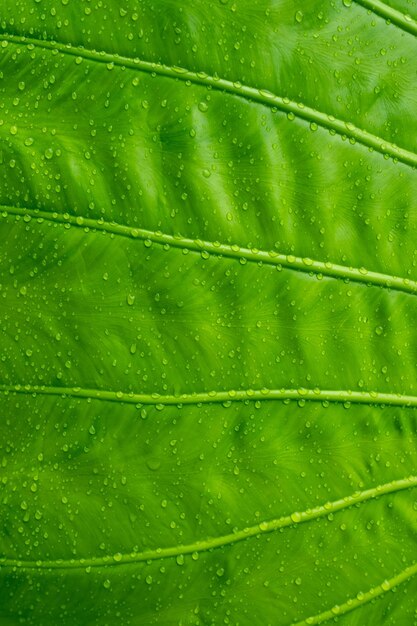 Feuille de bananier, congé vert, fond abstrait