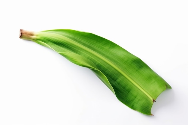 Une feuille de bananier avec une feuille verte sur fond blanc