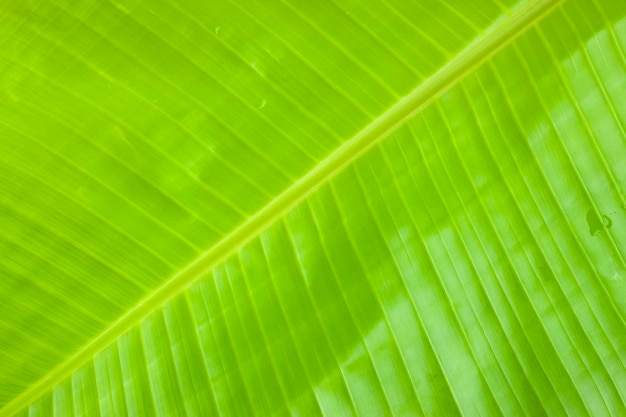 Feuille de bananier fond texturé de feuille de bananier vert frais