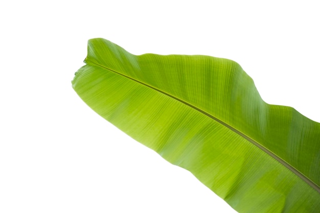 Photo feuille de bananier isolé sur fond blanc