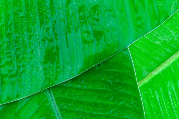 Feuille De Bananier Pour La Conception De Fond Et La Nature