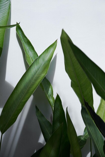 Feuille de bananier texture grand palmier feuillage nature fond vert