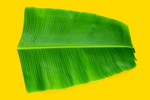 Feuille de bananier tropicale sur fond jaune.