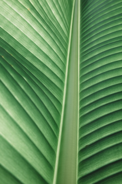 Photo feuille de bananier de verdure texturée.