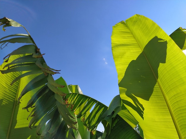 Feuille de bananier vert dans la nature Feuille de bananier et ciel