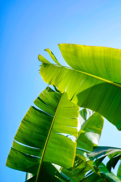 Feuille de bananier vert frais au champ agricole sur fond de ciel