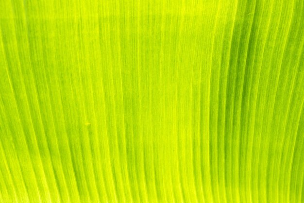 Feuille de bananier vert avec texture pour le fond