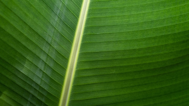 La feuille de bananier verte est une feuille qui a de nombreuses utilisations