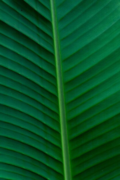 Une feuille de bananier verte avec une ligne verte en bas.