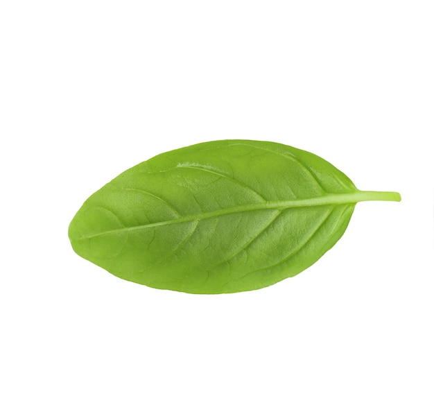 Feuille de basilic frais vert sur fond blanc