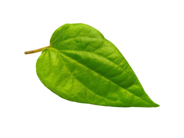 Feuille de bétel vert isolé sur fond blanc