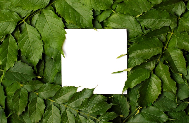 Feuille blanche au milieu d'un feuillage vert