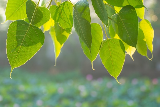 Feuille de Bo verte avec la lumière du soleil le matin, arbre Bo représentant le bouddhisme en Thaïlande.