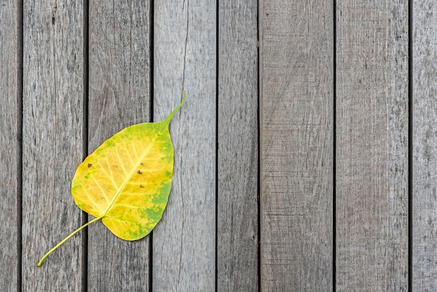 Feuille de bodhi jaune sur le plancher de bois