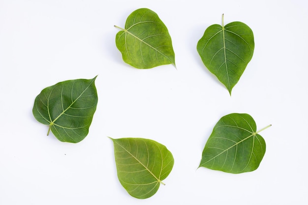 Feuille de bodhi verte sur fond blanc