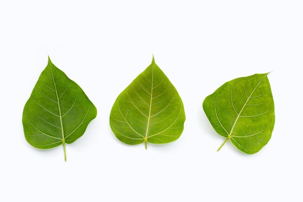 Une feuille de bodhi verte sur un fond blanc