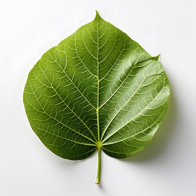 La feuille de Bodhi verte isolée sur un fond blanc