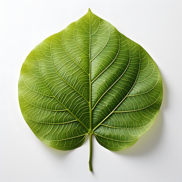 La feuille de Bodhi verte isolée sur un fond blanc