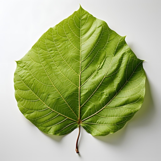 La feuille de Bodhi verte isolée sur un fond blanc