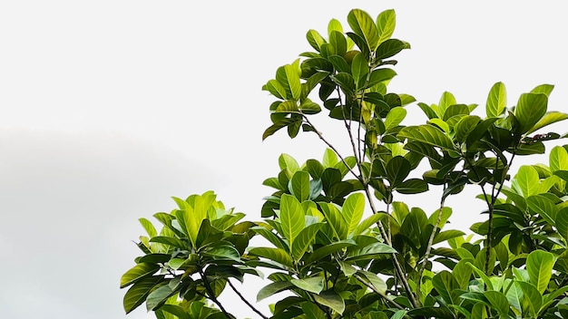 Feuille de bois et fond blanc