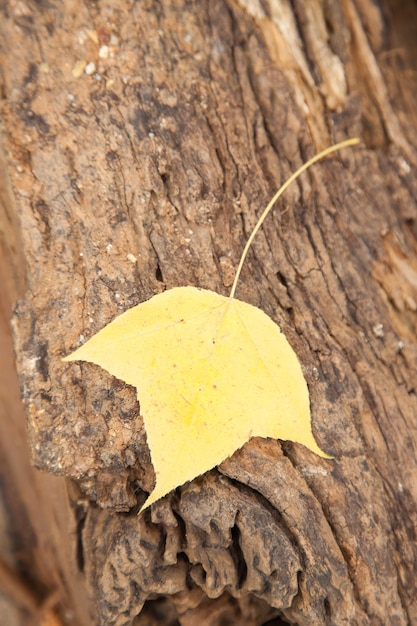 Feuille sur le bois.