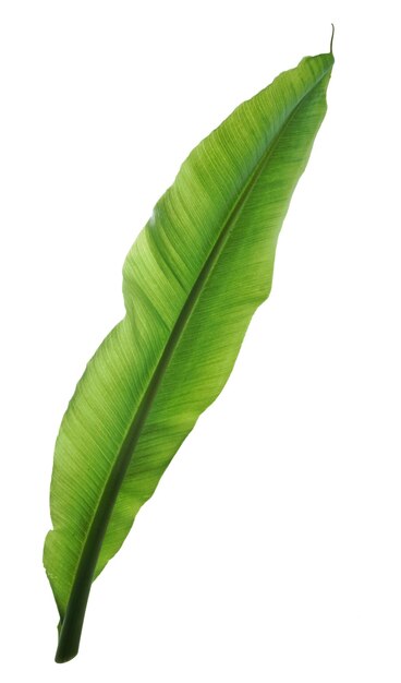 feuille bouclée de banane verte isolée sur fond blanc.