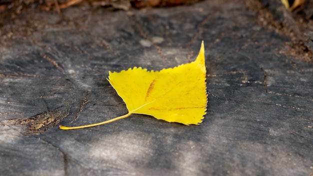 Feuille de bouleau jaune d'automne sur une souche dans la forêt