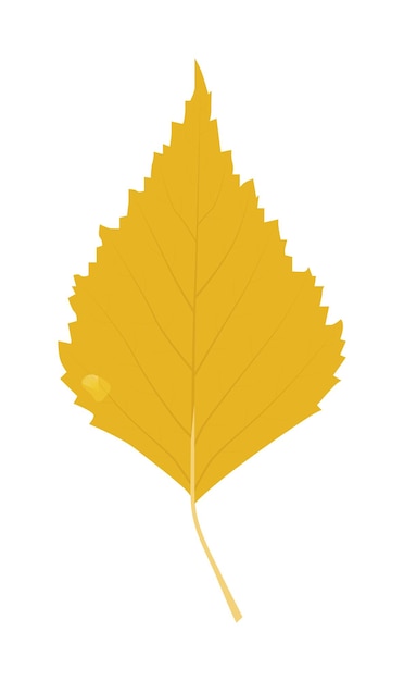 Feuille de bouleau jaune sur fond blanc