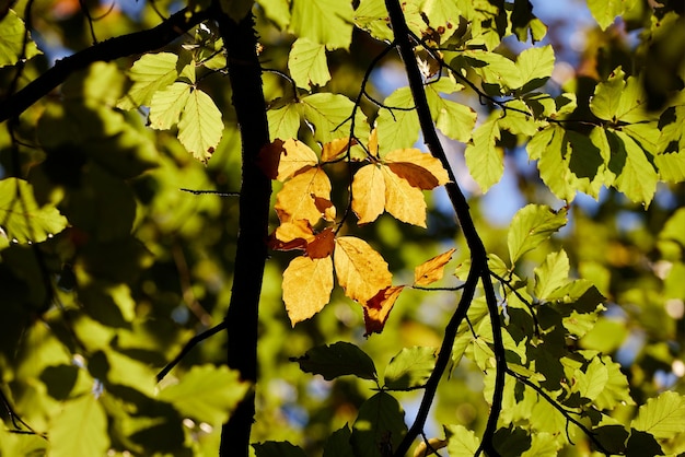 Feuille brune dans une branche d'arbre au soleil du matin