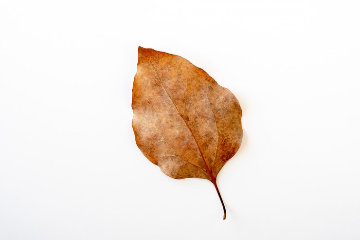 Feuille brune isolée