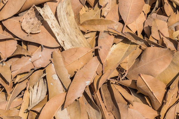 Feuille brune sèche à l&#39;état sauvage