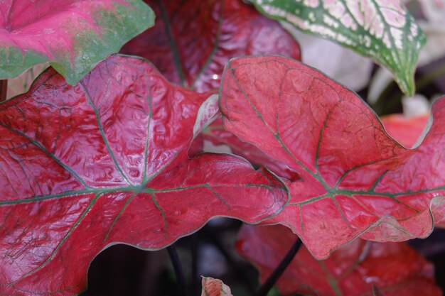 Feuille de caladium coloré